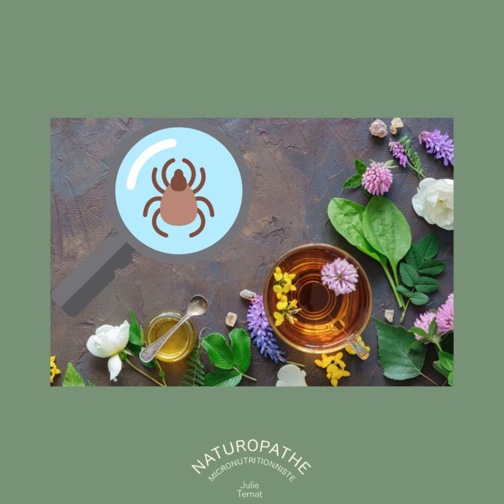 Les plantes aident-elles vraiment pour la maladie de Lyme ?