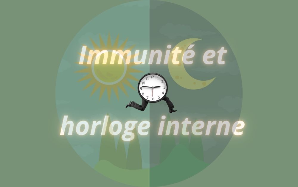 Ton système immunitaire a une horloge : pourquoi ignorer ton rythme circadien te rend plus&nbsp;vulnérable
